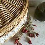 Basisa *