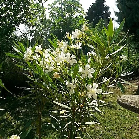 Basisa