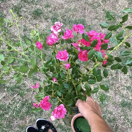 Basisa