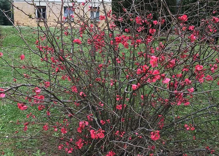 Basisa ベッド・アンド・ブレックファスト サン・ラッザロ・ディ・サーヴェナ